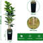 Plant-1574793946