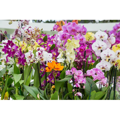 " Orchid Flowers "