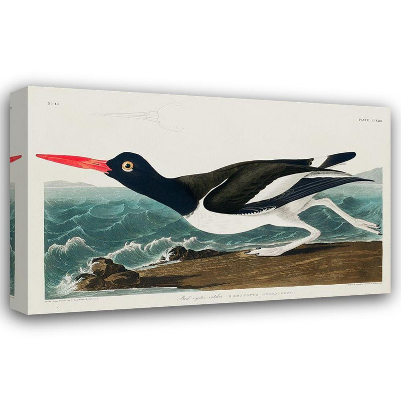 «Red Barrel Studio® Audubon, John James Gallery, art sur toile tendue: huître pie, attrapeur, H 32 po x l 48 po
