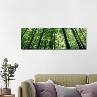 Low Angle View Of Beech Trees, Baden-Wurttemberg, Germany #3 - Wrapped Canvas Panoramic Print