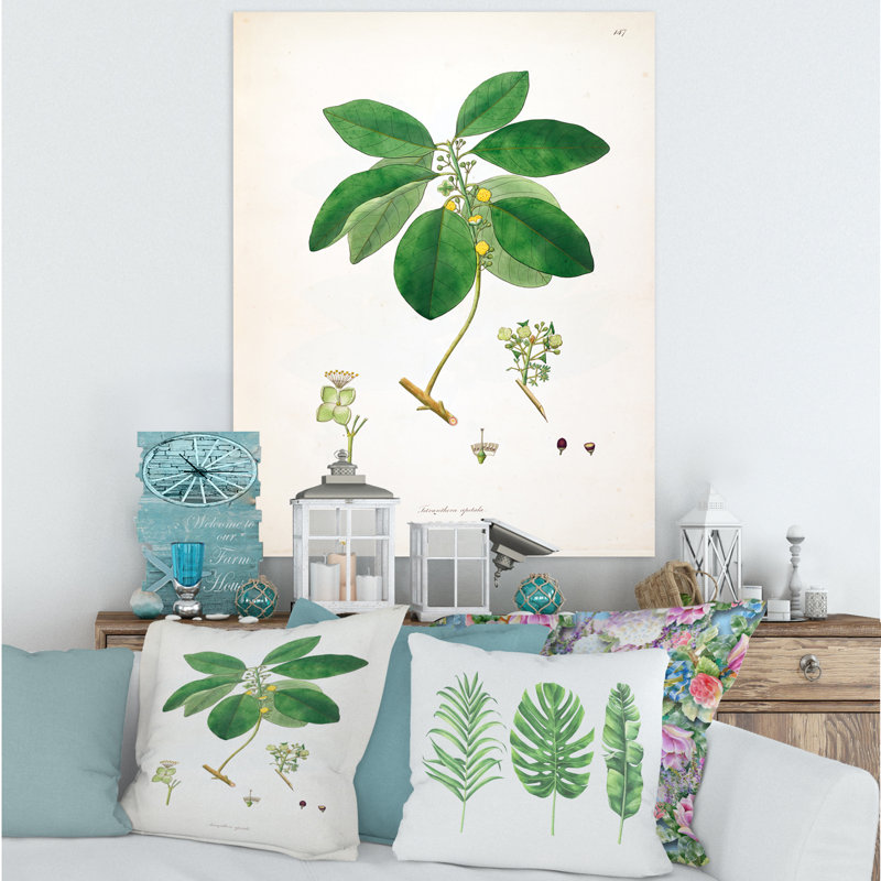 Vintage Botanicals V - peinture sur toile, H 40 po x l 30 po x 1,5 po, Toile tendue