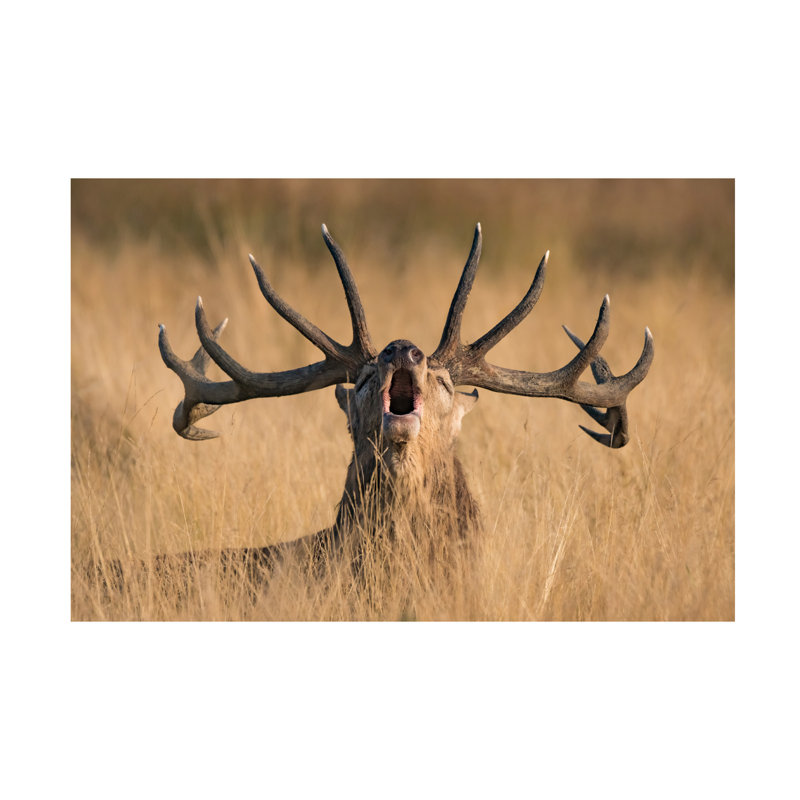 Art sur toile «boline Kutub Uddin Ready to Rut», H 16 po x l 24 po