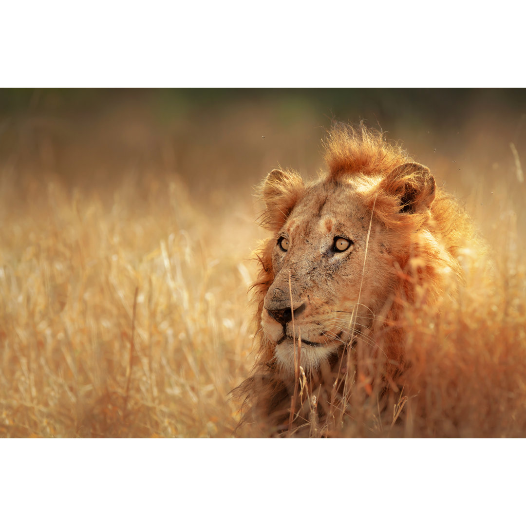 Leinwandbild Lion in Grassland von Johan63