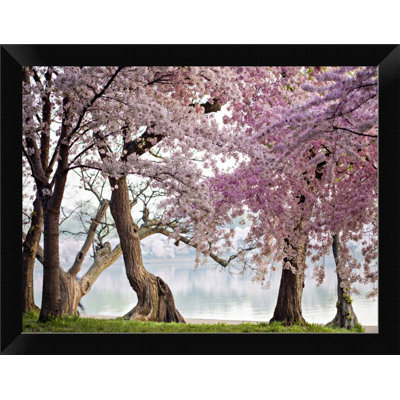 " Cherry Trees Bloom Washington USA "