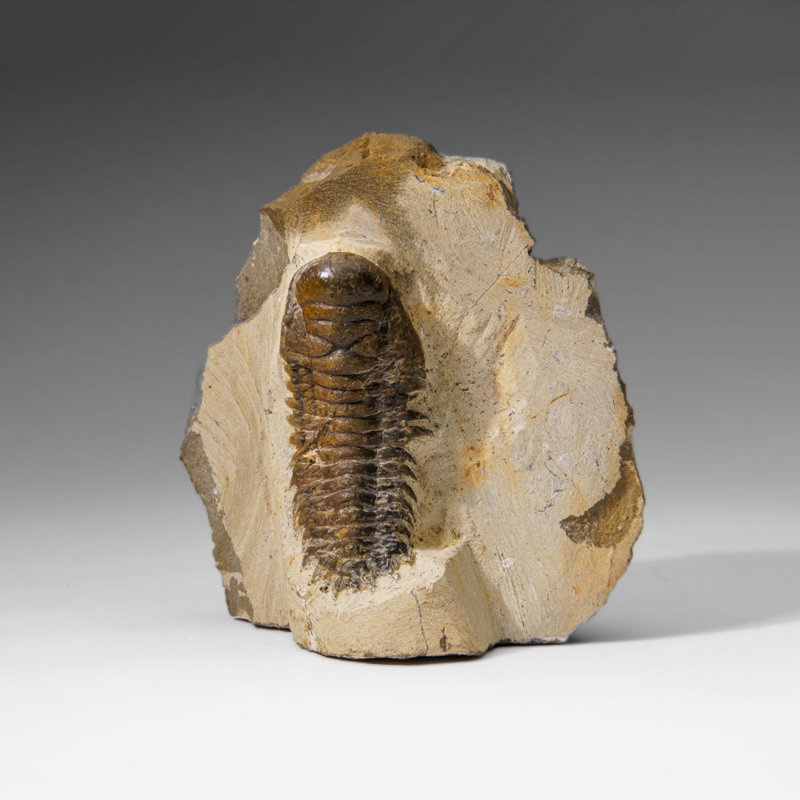 Genuine Crotalocephalina Trilobite In Matrix From Morocco (2.1 Lbs)