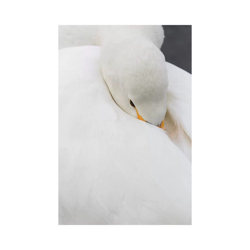 Whooper Swans On Frozen Lake Kussharo, Hokkaido by Darrell Gulin - Wrapped Canvas Gallery-Wrapped Canvas Giclée