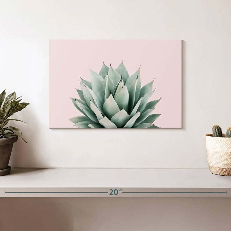 Agave Harnek Blush, H 8 po x l 12 po