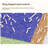 Plastic Litter Mat-100706390