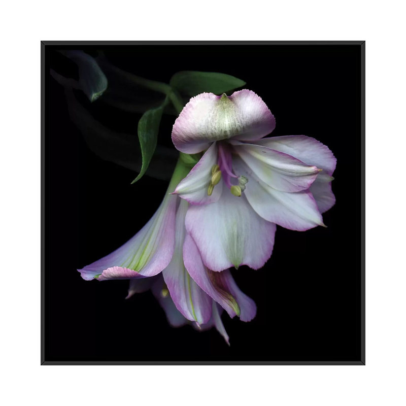 " I Feel Pretty, Ooohh So Pretty " by Magda Indigo, 18" H x 18" W x 1.5" D, Black Framed Canvas, No Matte