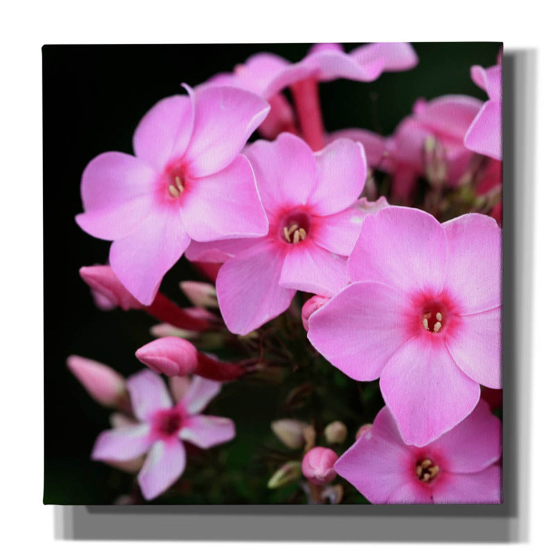 «Pink Flowers 1» par Photoinc Studio, art mural sur toile, H 12 po x l 12 po x P 0,75 po