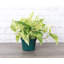 Live Marble Queen Pothos Plant-49662261