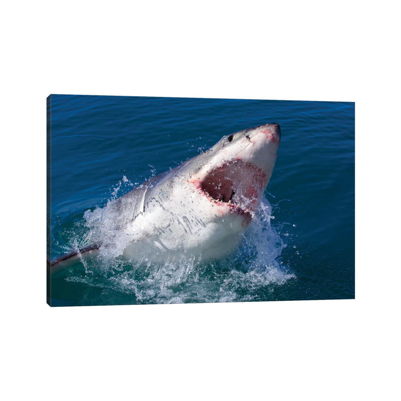 Grand requin blanc, H 18 po x l 26 po x P 1,5 po