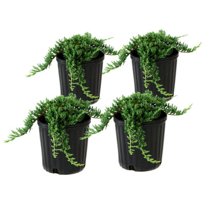 1 gal. Juniper Rug (4-Pack)