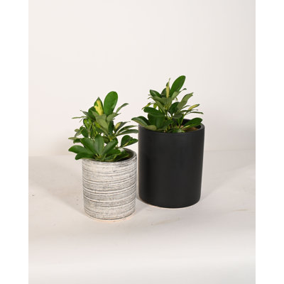Upshining Live Fern Plant in Ceramic Pot