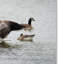 «Show Off Canadian Geese» de Vidur, reproduction de photo sur toile tendue-22075524