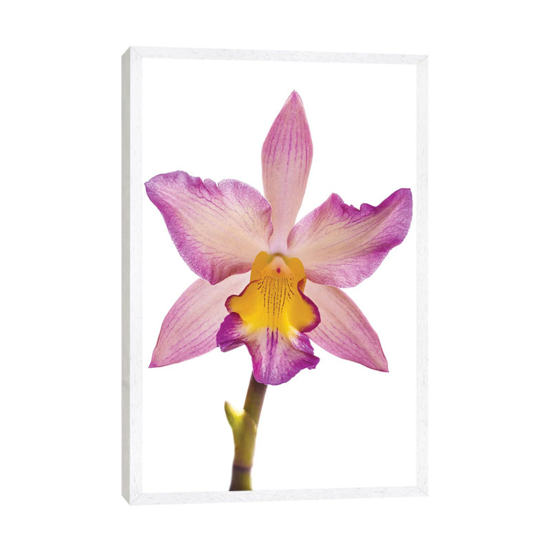 Close-up Of Orchid Flowers In Bloom by Panoramic Images - Gallery-Wrapped Canvas Giclée on Canvas, 152.5 cm H x 101.5 cm W