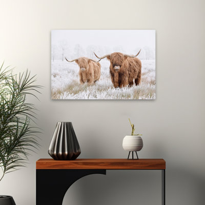 Springfield - Photographie, animaux, faune, vaches, art