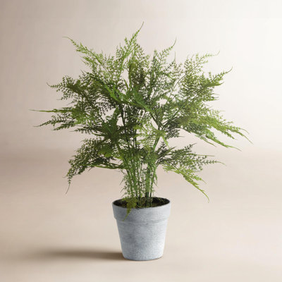 21" Fern Plant in Pot