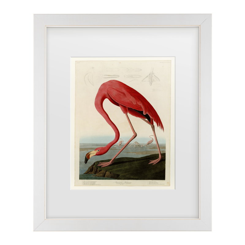 John James Audubon, art encadré mat «American Flamingo», H 22 po x l 18 po x P 0,75 po, Blanc