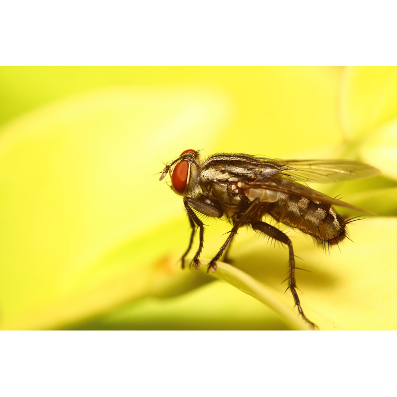 Marilla Small Fly Insect by Sarawuth123 - Wrapped Canvas Print, 30cm H x 46cm W x 3.8cm D