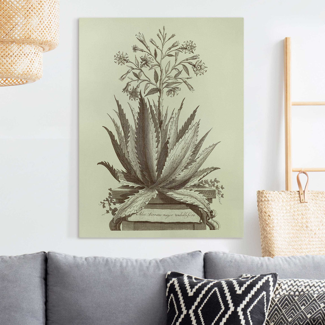 Leinwandbild Vintage Aloe Serrata