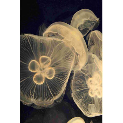 Illustration de méduse I