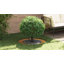 Tree Ring Decorative Garden Modern Protector Outdoor Ornament Base Home-700944142