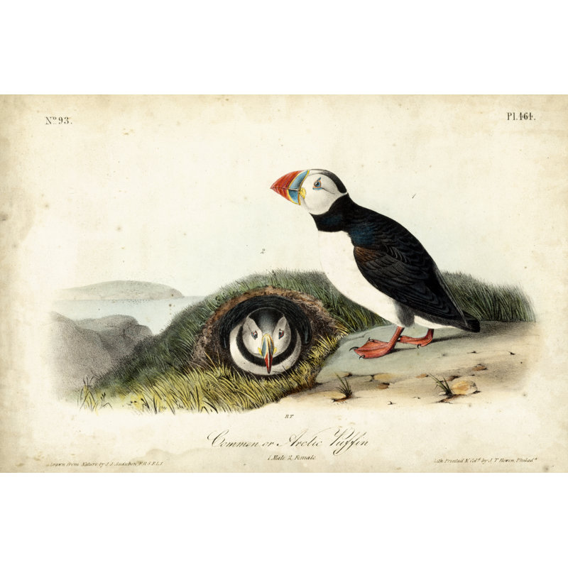 Audubon Arctic Puffin by John Audubon - Painting, 51 cm H x 76 cm W, Wrapped Canvas