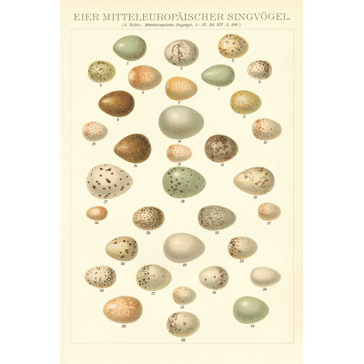 Tableau des œufs Songbird