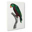Parrot by F. Levaillant - Wrapped Canvas-55323060