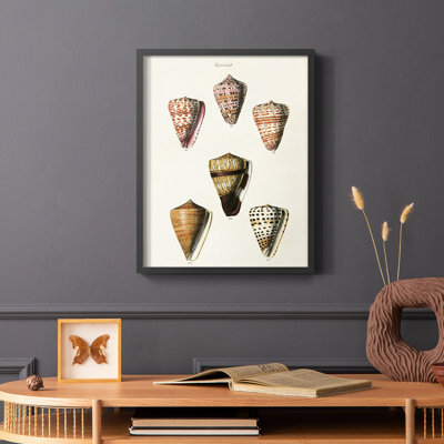 Cone Shell Collection IV Framed Print - Solid Wood