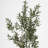 Faux 71'' Olive Tree