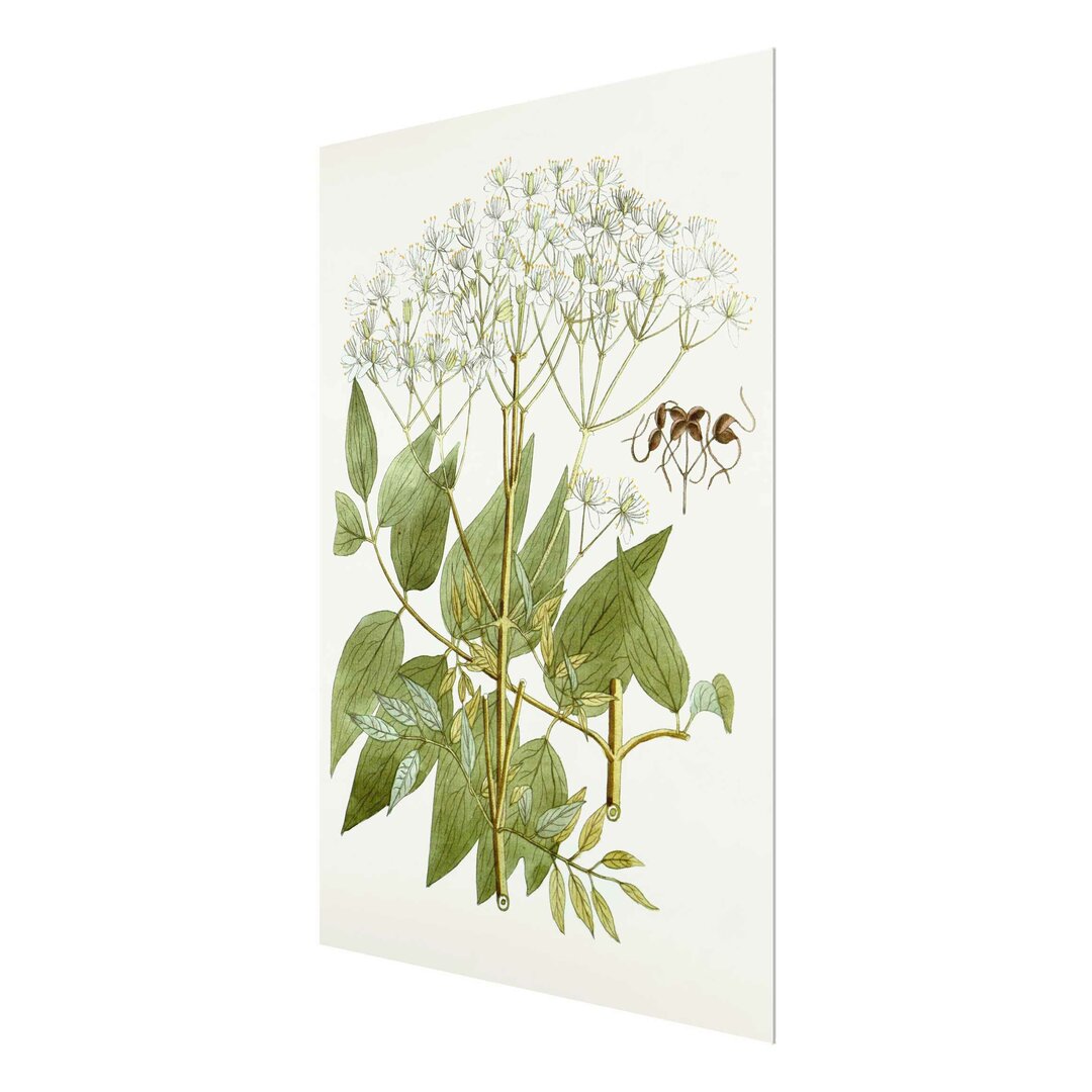 Glasbild Wild Herbs Schautfalel V