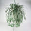 62 cm H Faux Plant