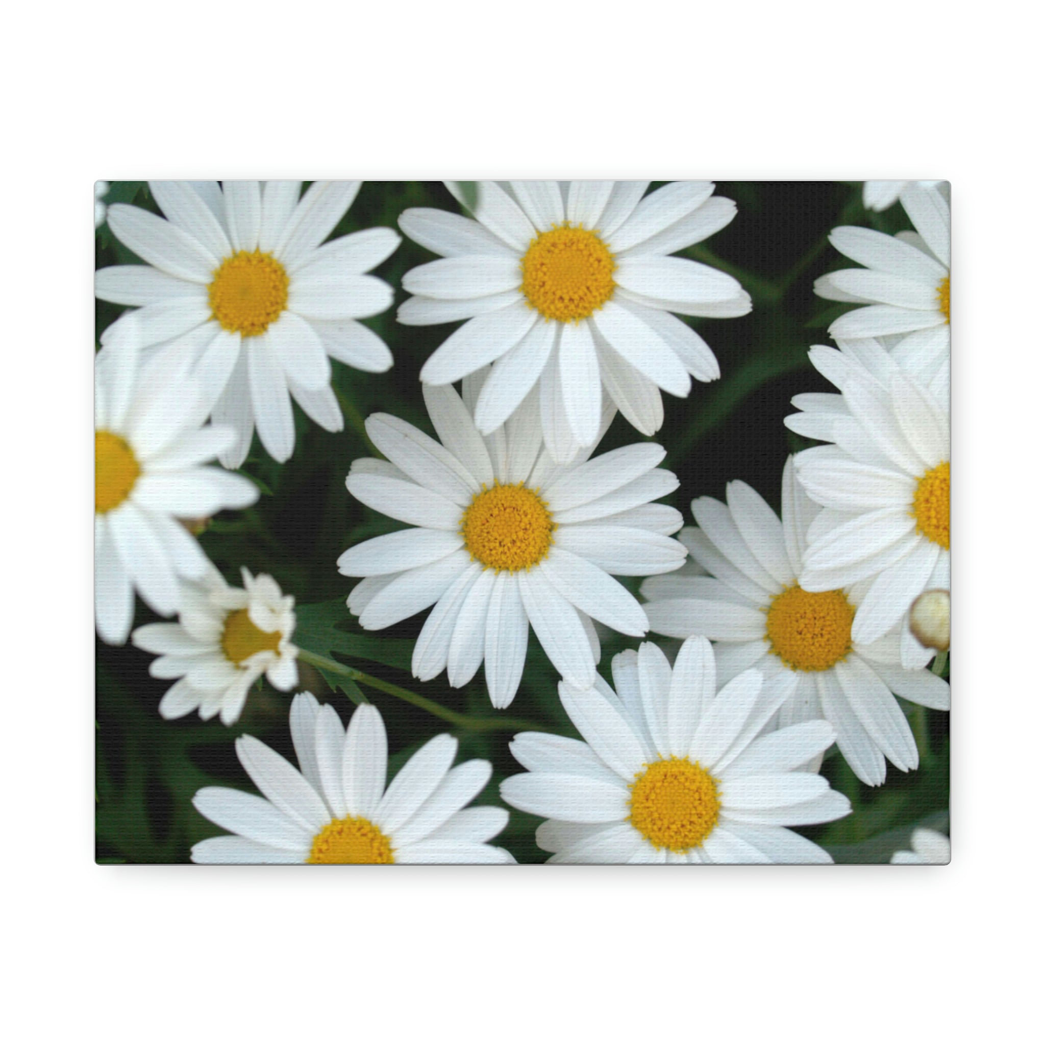 Hokku Designs White Flower by Kelly Johnson - Wrapped Canvas Graphic ...