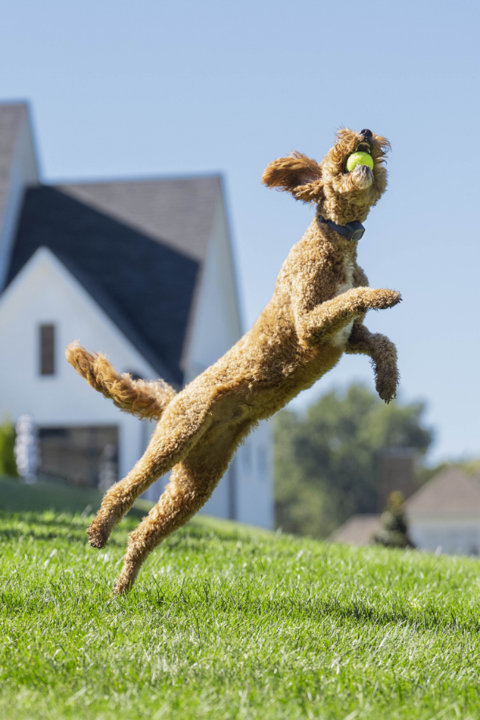 Shop Pet Fences & Pet Proofing