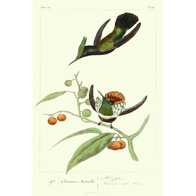 Lemaire Hummingbirds III