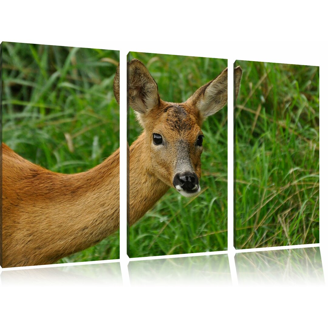 3-tlg. Leinwandbilder-Set „Reh beim Fressen“, Fotodruck