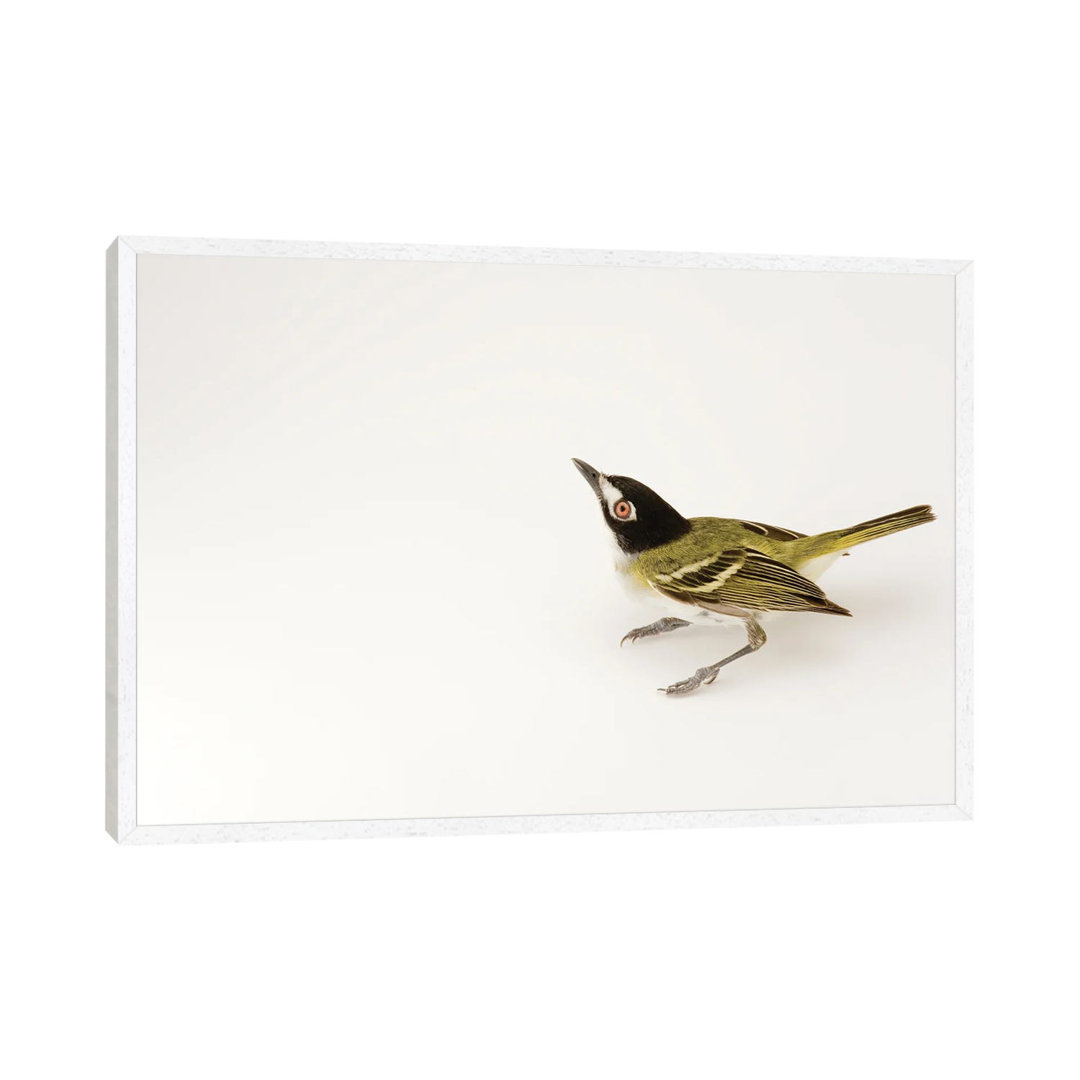 A Black-Capped Vireo At Fort Hood, Texas von Joel Sartore - Gallery-Wrapped Canvas Giclée on Canvas