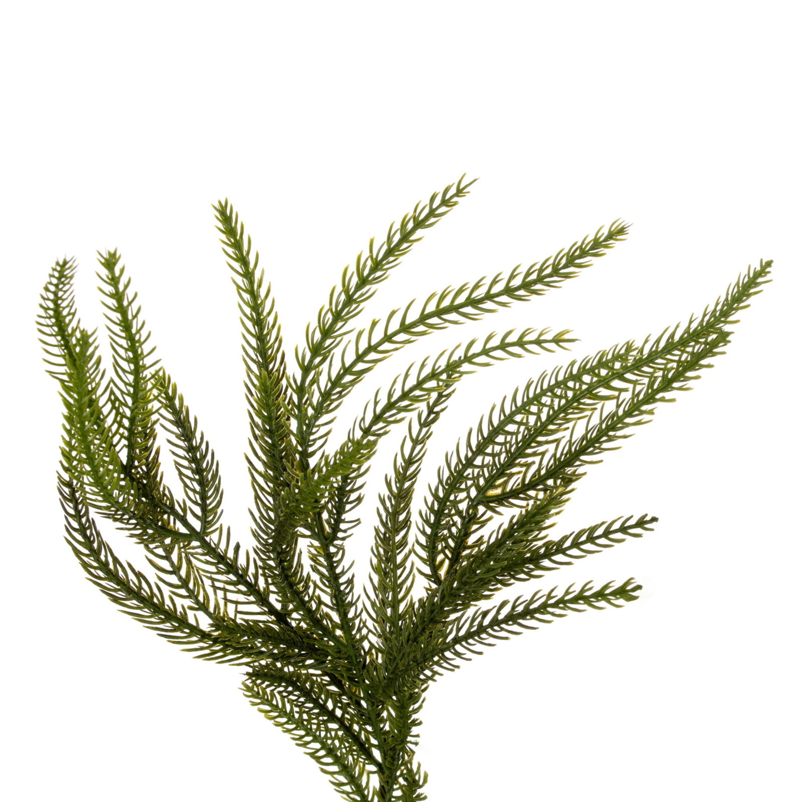 30" Green Norfolk Pine Wreath., 36" x 36"