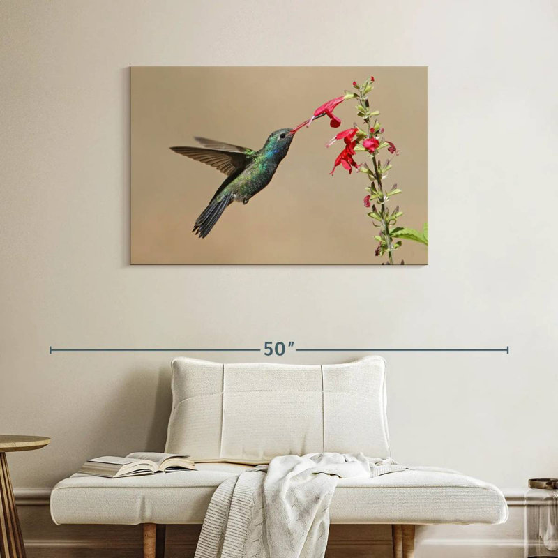 Broad-Billed Hummingbird Drinking Nectar, 26" H x 39" W