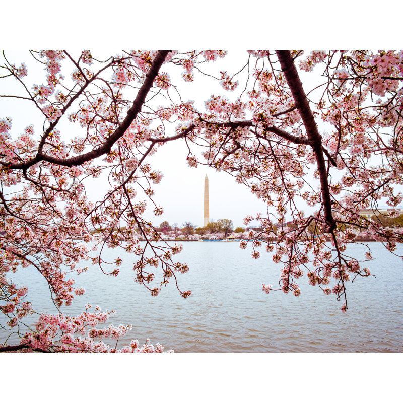 Full Bloom Iii Print by Scott Wurzel, 24" H x 32" W, Wrapped Canvas