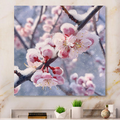 Cherry Blossom In Winter II - Floral Print on Metal