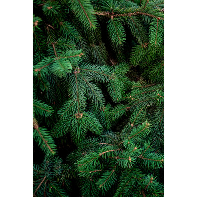 Christmas Fir Tree Brunch by Zakharova_Natalia - Wrapped Canvas Print