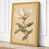 Ochre Border