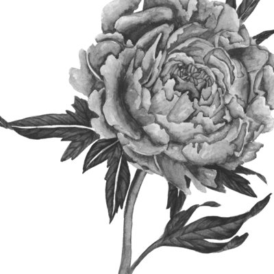 Flowers In Grey II - Wrapped Canvas Print