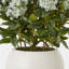 Faux Hydrangea Plant in Pot-111171304-111171305