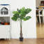 120cm Plant