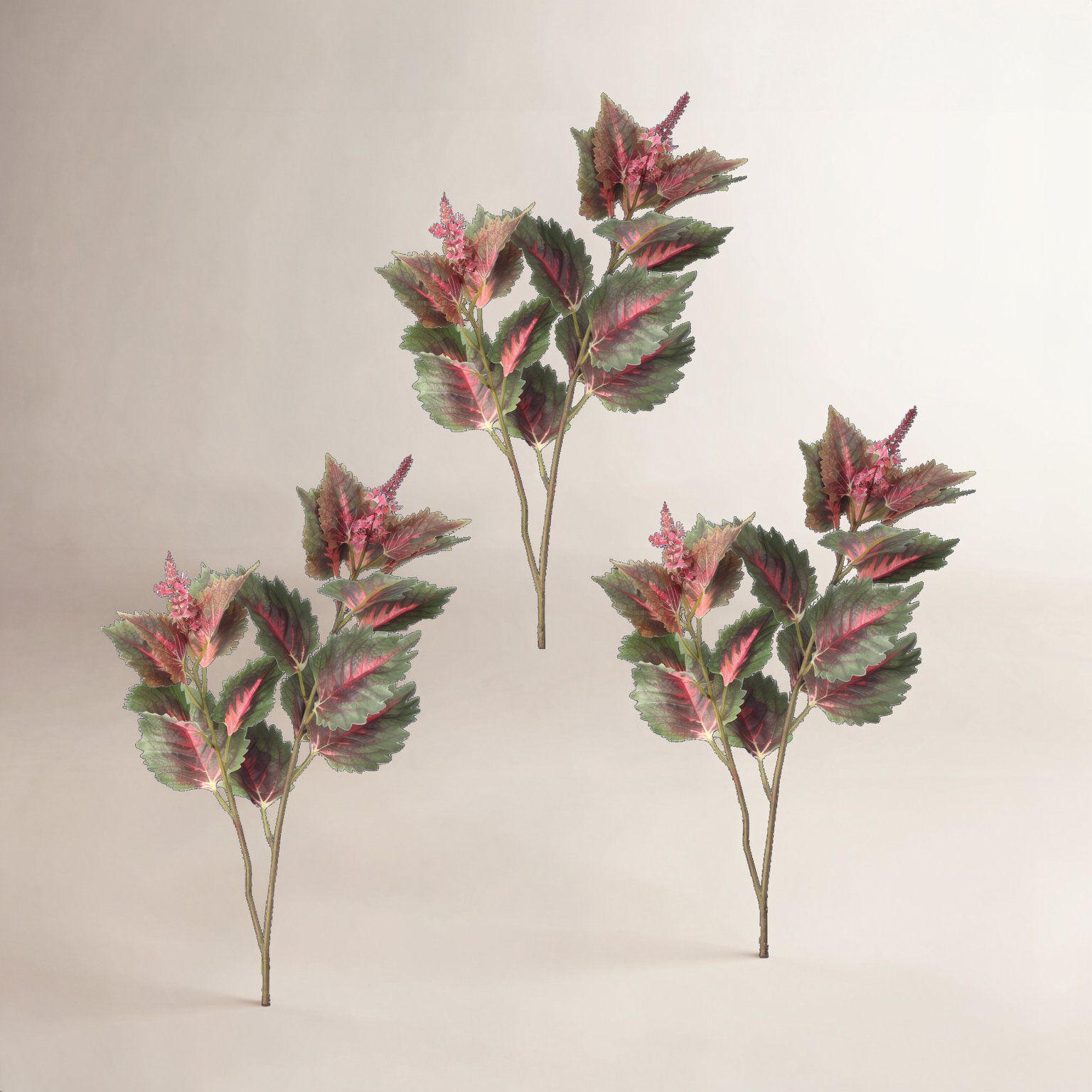 Garden Coleus Stems, Pink