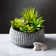 Darwen 6'' Faux Succulent in Cement Planter